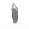 UW101-1304 Homo naledi ULDI2 mesial