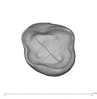 UW101-1305 Homo naledi ULM1 apical