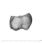 UW101-1305 Homo naledi ULM1 buccal