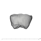 UW101-1305 Homo naledi ULM1 distal