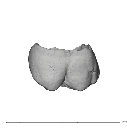 UW101-1305 Homo naledi ULM1 lingual