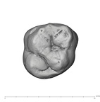 UW101-1305 Homo naledi ULM1 occlusal