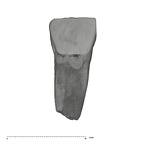 UW101-1331 Homo naledi ULDI1 labial