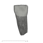 UW101-1331 Homo naledi ULDI1 lingual
