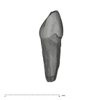UW101-1331 Homo naledi ULDI1 mesial