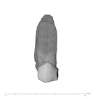 UW101-1362 Homo naledi ULP4 buccal