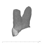 UW101-1362 Homo naledi ULP4 distal