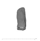 UW101-1362 Homo naledi ULP4 lingual