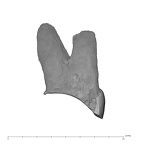 UW101-1362 Homo naledi ULP4 mesial