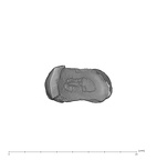 UW101-1362 Homo naledi ULP4 occlusal