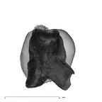 UW101-1376 Homo naledi ULDM2 apical
