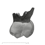 UW101-1376 Homo naledi ULDM2 buccal
