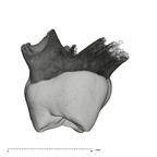 UW101-1376 Homo naledi ULDM2 distal
