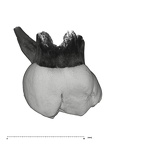 UW101-1376 Homo naledi ULDM2 lingual