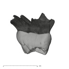UW101-1376 Homo naledi ULDM2 mesial