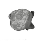 UW101-1376 Homo naledi ULDM2 occlusal