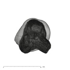 UW101-1377 Homo naledi ULDM1 apical
