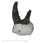 UW101-1377 Homo naledi ULDM1 buccal