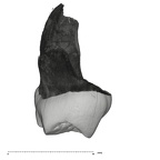 UW101-1377 Homo naledi ULDM1 distal