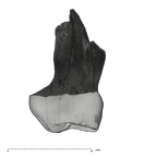 UW101-1377 Homo naledi ULDM1 mesial