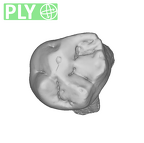 UW101-1377 Homo naledi ULDM1 ply