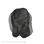 UW101-1396 Homo naledi URM1 apical