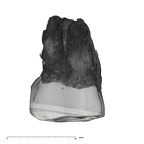 UW101-1396 Homo naledi URM1 buccal