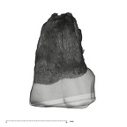 UW101-1396 Homo naledi URM1 lingual