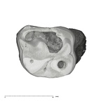 UW101-1396 Homo naledi URM1 occlusal