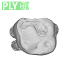 UW101-1396 Homo naledi URM1 ply