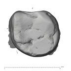 UW101-1398A Homo naledi URM3 occlusal