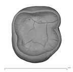 UW101-1400 Homo naledi LLM1 apical