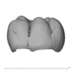 UW101-1400 Homo naledi LLM1 buccal