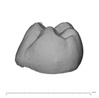 UW101-1400 Homo naledi LLM1 distal