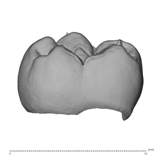UW101-1400 Homo naledi LLM1 lingual