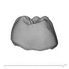 UW101-1400 Homo naledi LLM1 mesial