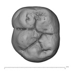 UW101-1400 Homo naledi LLM1 occlusal