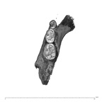 UW101-1400 Homo naledi mandible superior