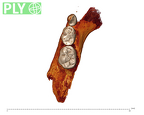 UW101-1400 Homo naledi mandible ply