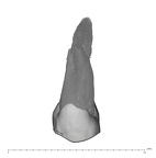 UW101-1401 Homo naledi URP4 buccal