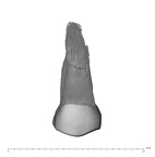 UW101-1401 Homo naledi URP4 lingual