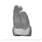 UW101-1401 Homo naledi URP4 mesial