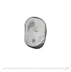 UW101-1401 Homo naledi URP4 occlusal
