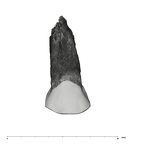 UW101-1402 Homo naledi URP3 buccal