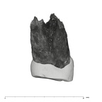 UW101-1402 Homo naledi URP3 distal