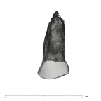 UW101-1402 Homo naledi URP3 lingual