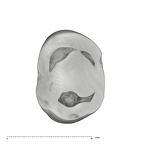 UW101-1402 Homo naledi URP3 occlusal