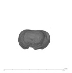 UW101-1403 Homo naledi URC apical