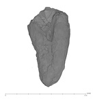 UW101-1403 Homo naledi URC distal