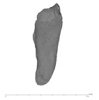 UW101-1403 Homo naledi URC labial